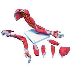 3B Anatomical Model - Deluxe muscular arm 6-part
