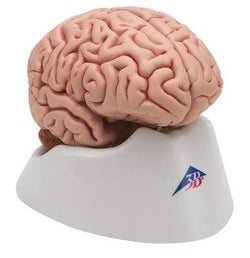 3B Anatomical Model - classic Human brain model  5-part