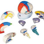 3B Anatomical Model - deluxe brain neuro-anatomical, 8-part 3B Smart Anatomy
