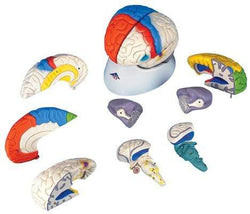 3B Anatomical Model - deluxe brain neuro-anatomical, 8-part 3B Smart Anatomy