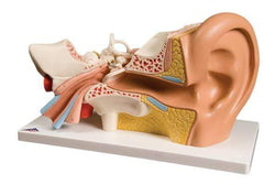 3B Anatomical Model - ear, 4-part (3x size)