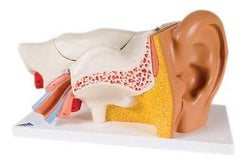 3B Anatomical Model - ear, 6-part (3x size)
