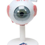 3B Anatomical Model - eye, 6-part (3x size)