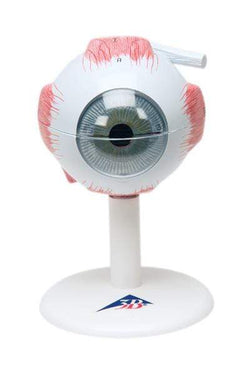 3B Anatomical Model - eye, 6-part (3x size)