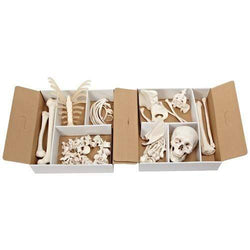 3B Anatomical Model - Disarticulated Half Skeleton