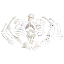 3B Anatomical Model - Disarticulated Human Skeleton Model, Complete with 3-part Skull