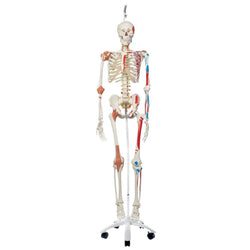 3B Anatomical Model -  Sam the Super Skeleton w/ hanging roller stand