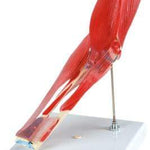 3B Anatomical Model - elbow joint with removable muscles, 8-part