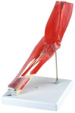 3B Anatomical Model - elbow joint with removable muscles, 8-part