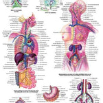 3B Scientific Laminated Charts 3B Anatomical Chart - lymphatic system 20 x 26''