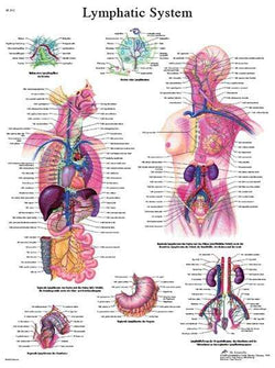 Anatomical Charts And Models – A Key Tool In Medical Education