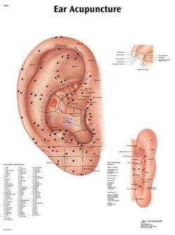 3B Anatomical Chart - acupuncture ear,  20 x26''