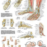 3B Anatomical Chart - foot & ankle anatomy and pathology 19.7 x 26.4 in