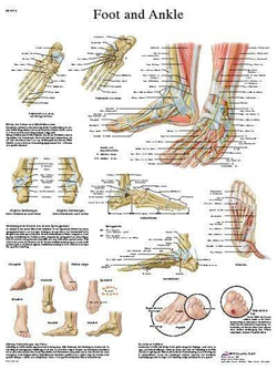 3B Anatomical Chart - foot & ankle anatomy and pathology 19.7 x 26.4 in