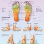 3B Anatomical Chart - foot massage, reflex zone, 20 x 26 in.