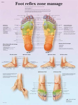3B Anatomical Chart - foot massage, reflex zone, 20 x 26 in.