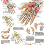 3B Anatomical Chart - hand & wrist 20 x 26''