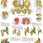 3B Anatomical Chart - hip & pelvis 19.7 x 26.4 in