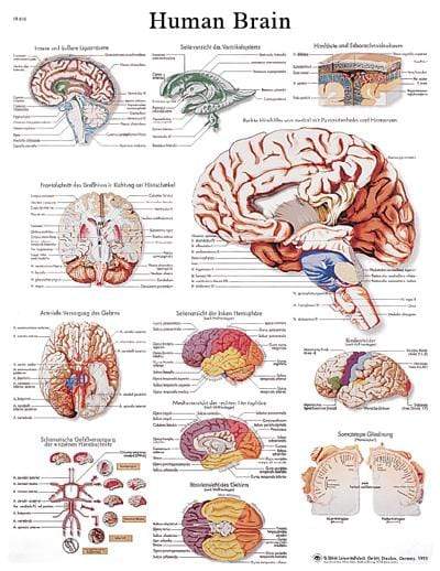 3B Anatomical Chart - Human Brain 19.7 x 26.4 in 3B Anatomical Chart - Human Brain 19.7 x 26.4 in