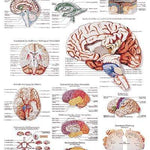 3B Anatomical Chart - Human Brain 19.7 x 26.4 in