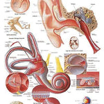 3B Anatomical Chart -Human Ear, 20 x 26''