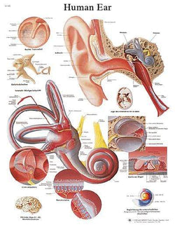3B Anatomical Chart -Human Ear, 20 x 26''