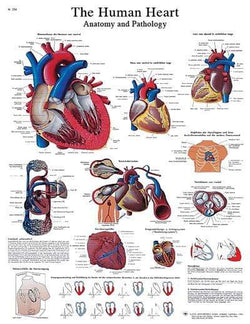 3B Anatomical Chart - Human Heart 20 x 25in