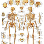 3B Anatomical Chart - Human Skeleton, 20 x 25in