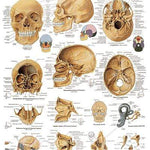 3B Anatomical Chart - human skull 20 x 25in