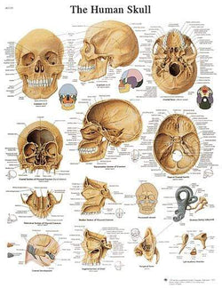 3B Anatomical Chart - human skull 20 x 25in