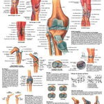 3B Anatomical Chart - Knee Joint 20 x 25in