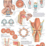 3B Anatomical Chart - Larynx 20 x 26'