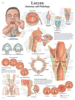 3B Anatomical Chart - Larynx 20 x 26'