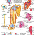 3B Anatomical Chart - Shoulder & Elbow 20 x 26in