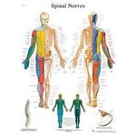 3B Anatomical Chart - Spinal Nerves 20 x 25in