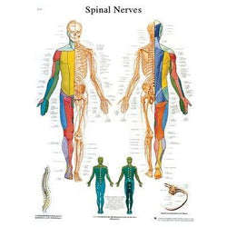 3B Anatomical Chart - Spinal Nerves 20 x 25in