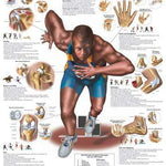 3B Anatomical Chart - Sports Injuries, 20 x 26''