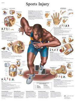 3B Anatomical Chart - Sports Injuries, 20 x 26''