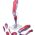 3B Anatomical Model - Deluxe muscular leg 7-part