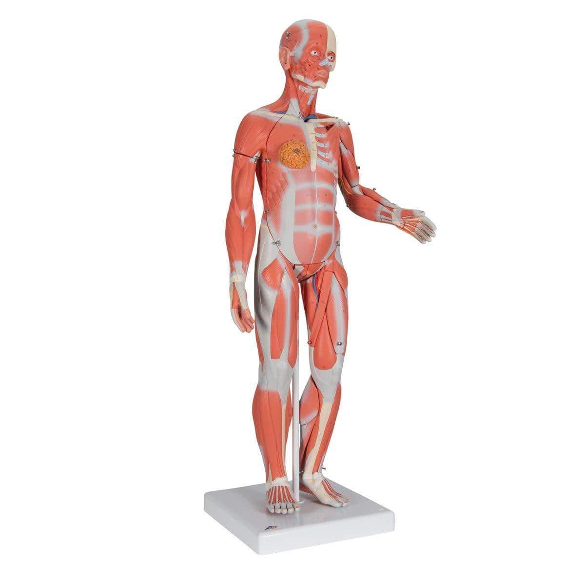 3b Anatomical Model 1 2 Life Size Complete Human Dual Sex Muscle Mod My Laser Store