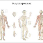 3B Anatomical Chart - acupuncture body,  38.58 x 26.77"