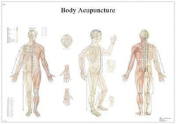 3B Anatomical Chart - acupuncture body,  38.58 x 26.77"