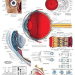 3B Anatomical Chart -  Human eye, 50 x 67cm (20x26'')
