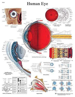 3B Anatomical Chart -  Human eye, 50 x 67cm (20x26'')