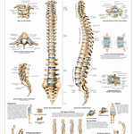 3B Anatomical Chart - Spinal Column Chart- 50 x 67cm