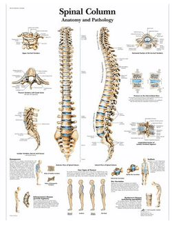 3B Anatomical Chart - Spinal Column Chart- 50 x 67cm