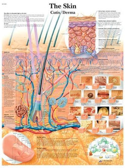 3B Anatomical Chart - The Kidney Chart 20 x 26'' 3B Anatomical Chart - The Kidney Chart 20 x 26''