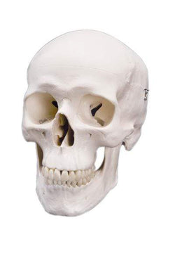 3B Anatomical Model - classic skull, 3 part
