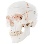 3B Anatomical Model - classic skull, 3-part numbered
