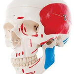 3B Anatomical Model - classic skull, 3-part painted